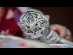 Cutest Baby Tigers Doing Funny Things Compilation!