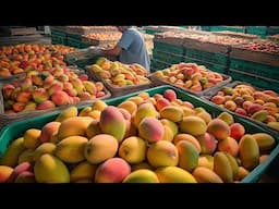 The Journey of Mangoes Harvesting Process | How Mangoes are generally harvested