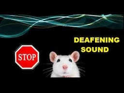 RATS REPELLENT super powerful and effective acoustic deterrent - instant result