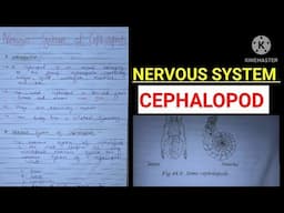 NERVOUS SYSTEM OF CEPHALOPOD ||BSc Zoology  Notes #vbu #bbmku #nervoussystem @ZOOLOGYNOTES #mjpru