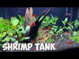 HOW TO: Planted Red Cherry Shrimp Breeding Tank