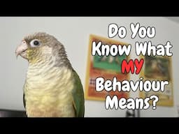 Conure Behaviour Meaning - Conure Behaviours You May Be Misunderstanding | TheParrotTeacher