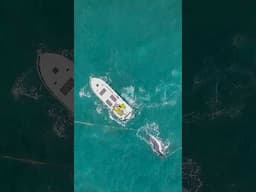 WHALE RESCUE! CAUGHT IN SHARK NETS AT RAINBOW BEACH 😢 🐋