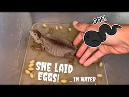 My LIZARD laid her EGGS IN THE WATER ?!!!