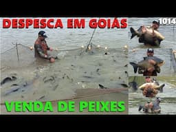 DESPESCA E VENDA DE TAMBACUS GOIANOS - Fishingtur 1014