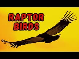 20 Birds of Prey & What Makes Them Raptors