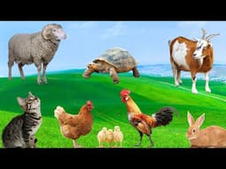 Cute Little Animals - Goats, Cats, Chickens, Sheep, Rabbits, Turtles - Interesting Animals