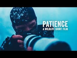 Patience | A Wildlife Short Film