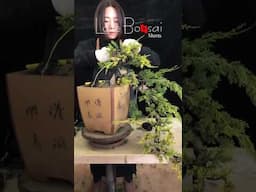 Artistic bonsai pruning techniques! #107 #lovebonsai #bonsai #bonsaiart #bonsaitree