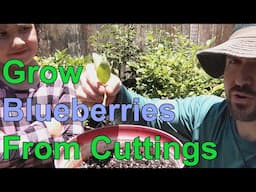 Growing Blueberry Bushes From Cuttings - How To Get Free Plants