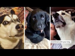 Funny Dog Videos (2023) 😅 YOU LAUGH YOU LOSE! 🤣