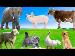 Beautiful Animal Moments: Cat, Sheep, Dog, Pig, Elephant - Animal Sounds