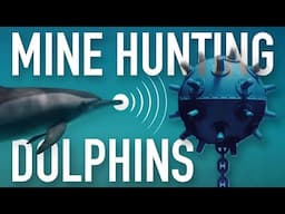 Why the U.S. Navy Uses These Dolphins to Hunt Mines