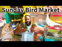 Sunday Pet Market | Birds, Rabbits, White Mouse, White Pigeons | Congo Products