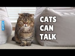 Did You Know Cats Can Talk? | Kittisaurus Villains