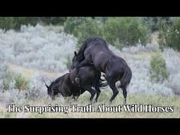 The Surprising Truth About Wild Horses