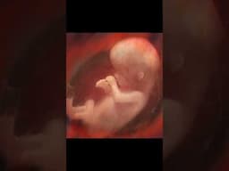 Babies are ALIVE in the womb — not to be killed. See description.