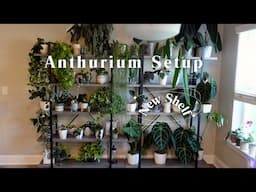 Styling My Anthurium Collection of 25 Plants & Counting | New Shelf Build 🔨🌿