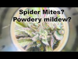 Late Flower Tips - SAVE your plants from Mites and Mold with High Pressure Air BLASTS