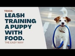 Puppy Leash Training and Teaching New Behaviors