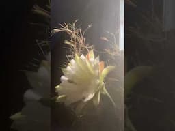 #Peruvian #cactus blooming #gardening #nightgarden