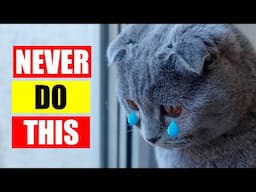 10 Things a Cat Will NEVER Forgive