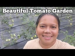 Beautiful Tomato Garden, Staking and Pruning Tomatoes and Garden Walk Through