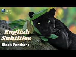 The Real Black Panther Documentary 2021 [English Subtitles] - Our Climate .