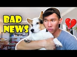 My Corgi's Cancer Scan Results: Good & Bad News || Life After College: Ep. 781