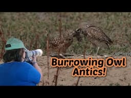 Stumbled upon a Burrowing Owl Family