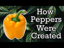 The Origins of Peppers Explained