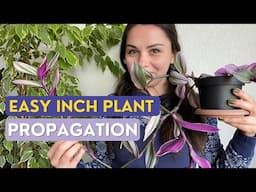 How to Propagate Inch Plant | How to Make Inch Plant Cuttings | Tradescantia Albiflora Nanouk