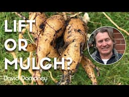 How to lift dahlia tubers