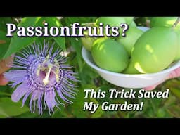 How to Grow, Harvest, Eat & Control: Maypop (Hardy Passionfruit Vine) Passiflora Incarnata -TIPS