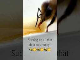 Suck it! 🍯 #shorts #bee #honey