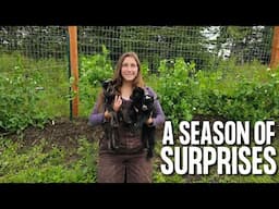 Berry Picking, Garden Harvest & Baby Goats Born! | A Season of Surprises