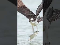 Close encounter with an Osprey and a huge fish!