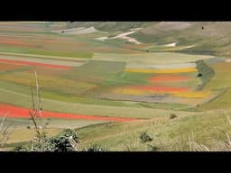 CASTELLUCCIO DI NORCIA  - FIORITURA 2024 -4K