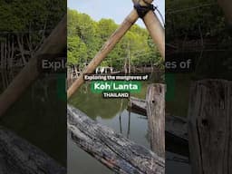 Ko Lanta | Mangrove Long-tail Boat Tour