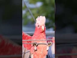 Clown Cockatoo Acrobatics 🦜🤡