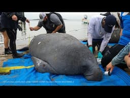 Making Moves for Manatee Conservation