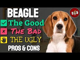 Owning A Beagle The Good, The Bad, The Ugly | Pros And Cons