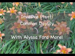 Invasive Plant: Common Daylily