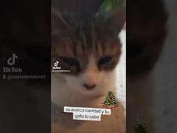 Se acerca navidad y tu gato lo sabe