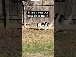 This is what OCD looks like in dogs