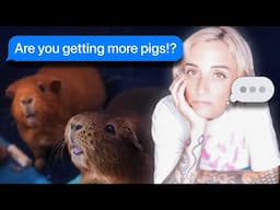 Guinea Pig Jungle Q&A | Rescuing, Cost, Future Plans!