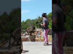 Baboon Steals a Sandwich and Fanta #shorts