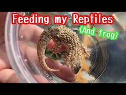 FEEDING MY REPTILES!!