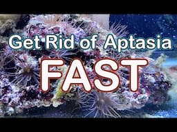 Getting Rid of Aptasia with File Fish and Peppermint Shrimp Fast!