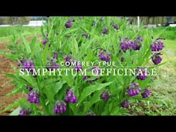 Big Medicine True Comfrey (Symphytum officinale)